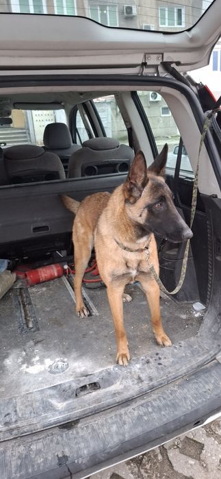 Белгиска овпарка малиноа