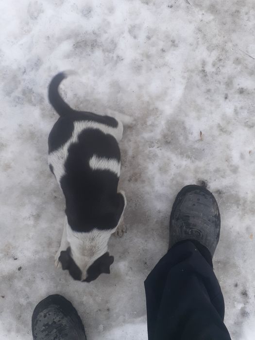 Продаю щенка питбуля