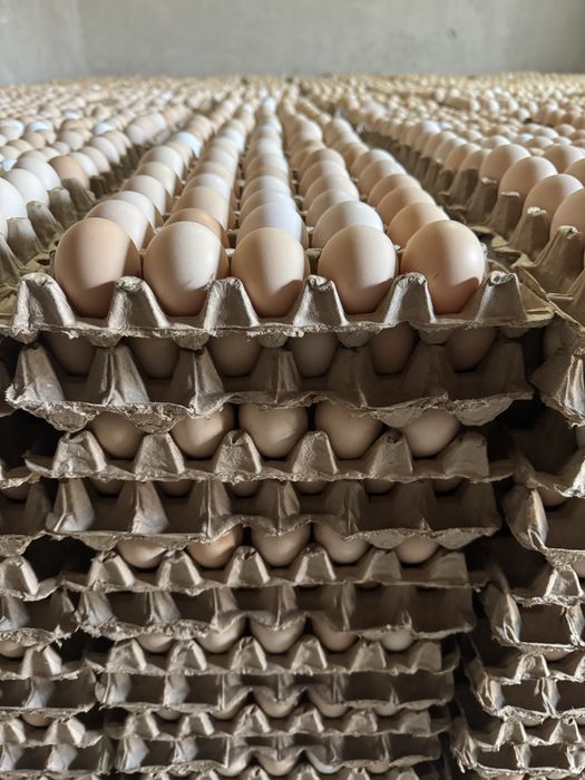 Тухум оптом фабрикадан, (яйца по низким ценам с собственной фермы)