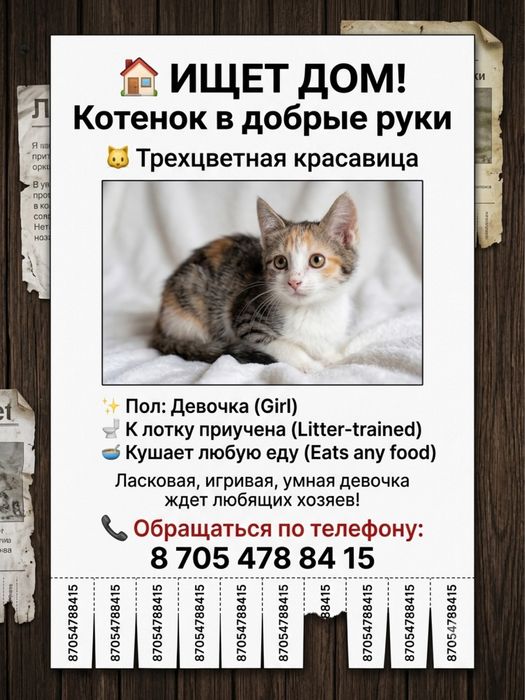 Отдам котенка в добрые руки