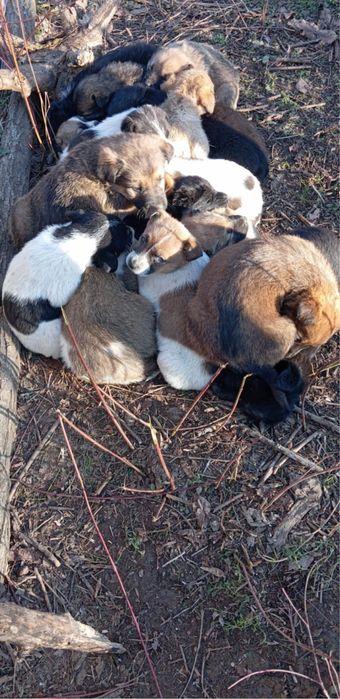 Подарявам кученца