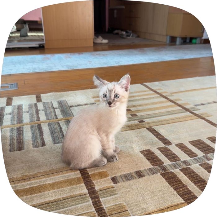 Котик,ищет новый дом