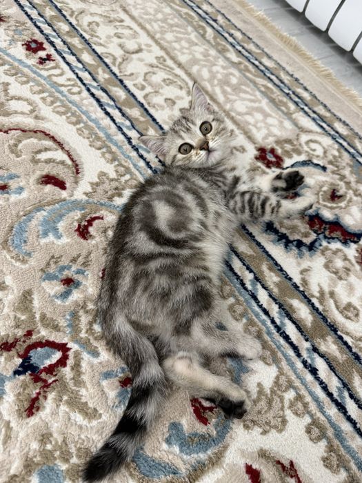 Продам кошку кызылорда