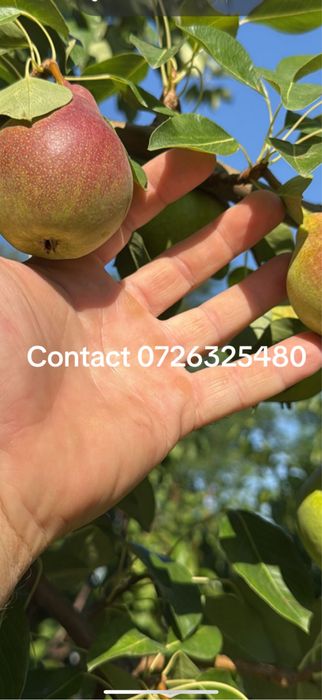 Pomi fructiferi pe rod