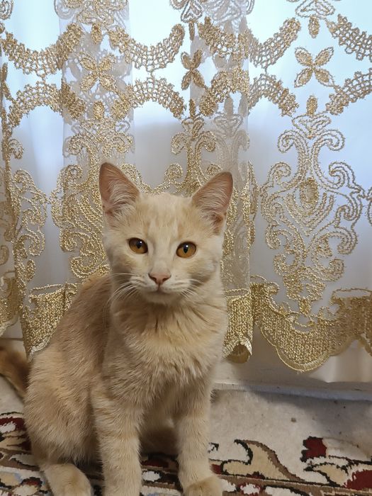 Mushuk bolasi sotiladi