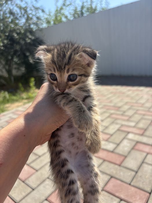 Котята бесплатно