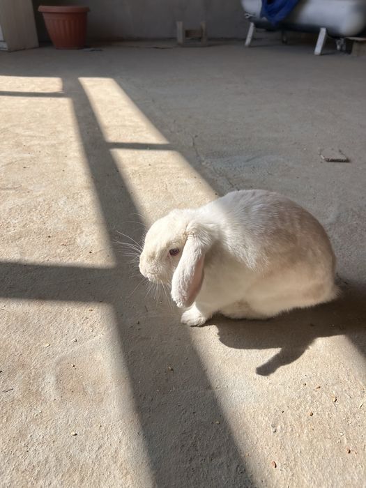 Продаётся кролик