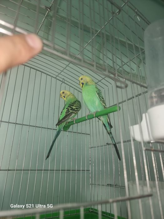 VALER QUSHLARI BLAN 
Qush:Valnisti yaxwi yiri qushla 
Soni:7ta 2