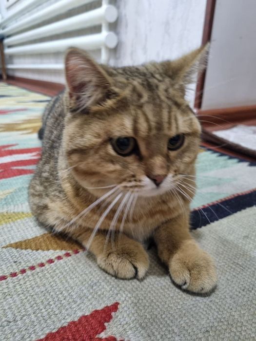 Mushuk og'il bola shinshilla