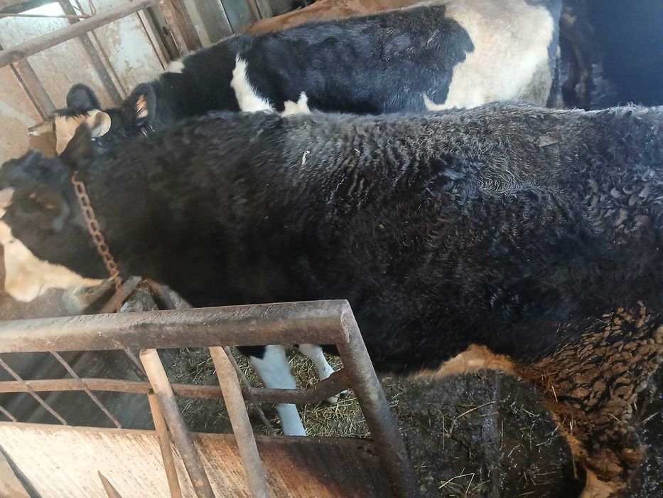 Продавам БИО телета