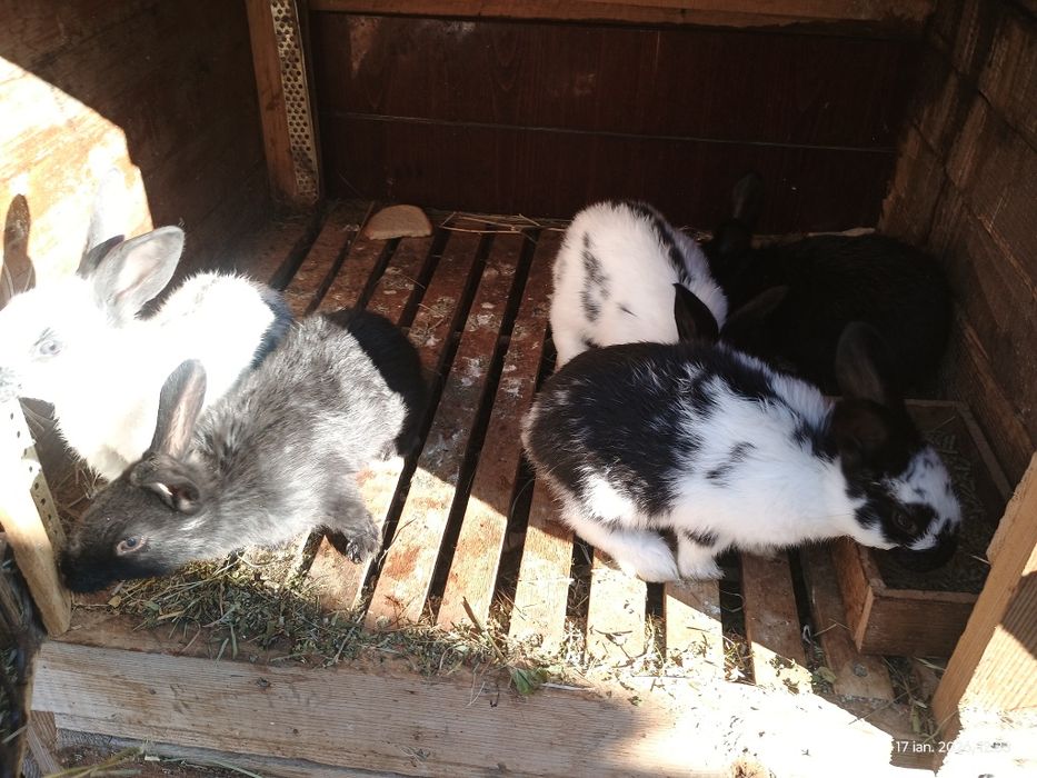 Iepuri de 7 saptamni cauta casa noua