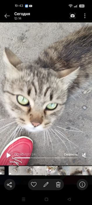 Уличный кот/кошка в добрые руки!
