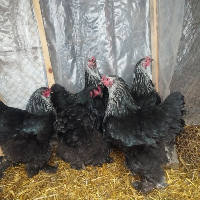 Продам куры домашние