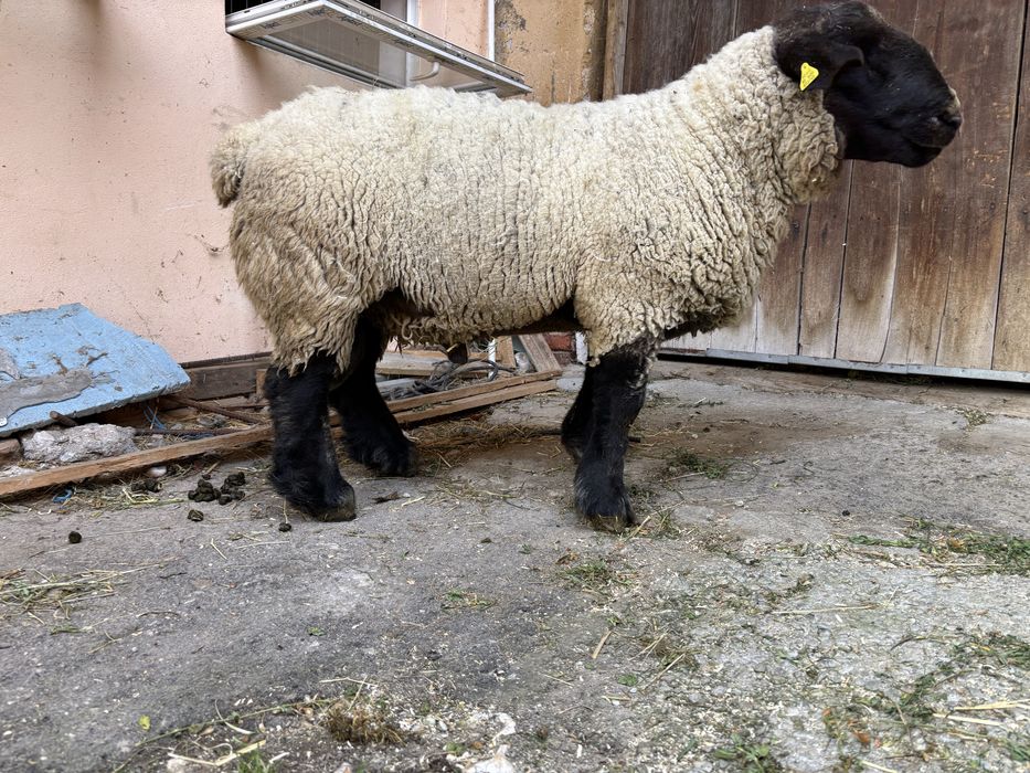 Vând berbec suffolk