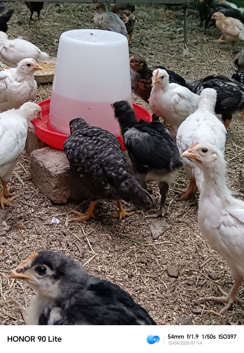 Цыплята домашние