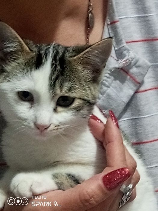 Отдам котёнка в хорошие руки.