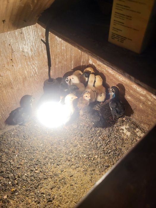 Дакан шожелер 2500