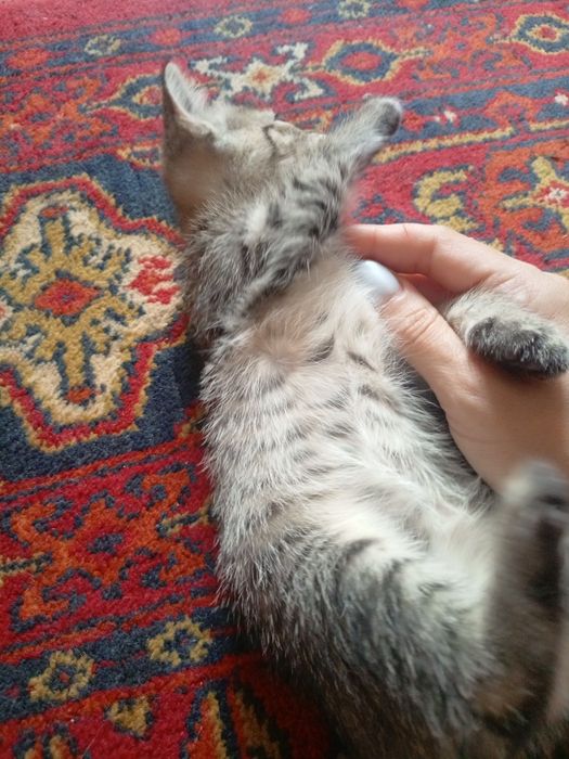 Отдам в добрые руки котят