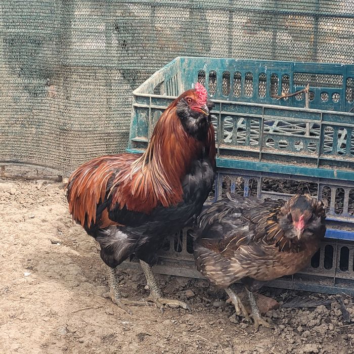 Perche araucane( 1 cocos + 1 gaina)