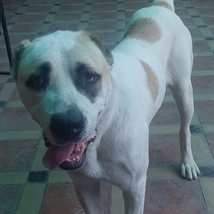 Продаётся собака