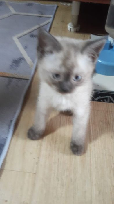 Отдам котят британской короткошёрстной в хорошие руки