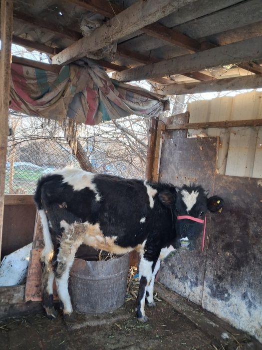 Ұрғашы бұзау сатылады