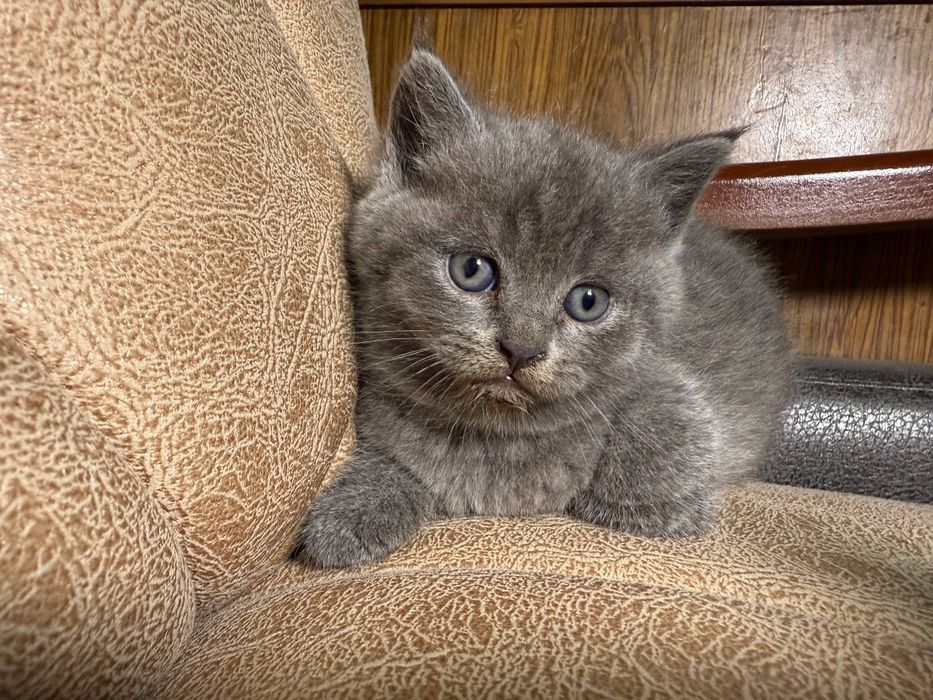 Продается  котята скотиш страйт