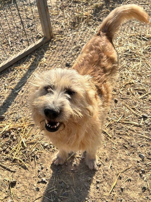 Собачки в поиске дома