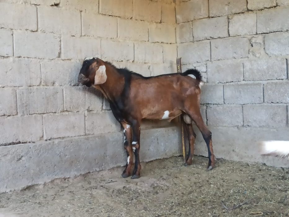 Теке Козел сатылады