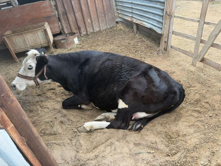 Сельхоз животные