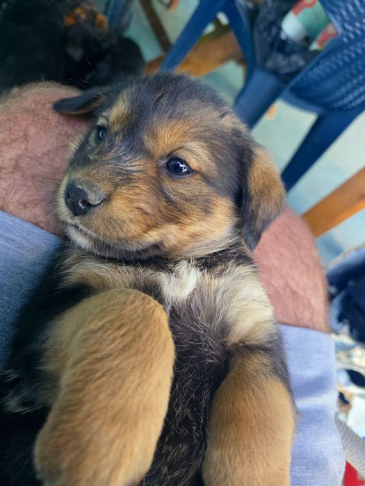 Ofer catei labrador, vaccinati, deparazitati, carnet