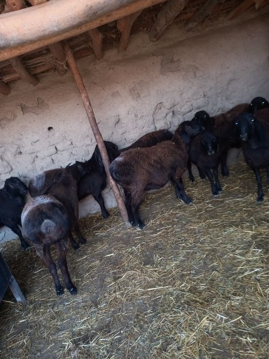 Qõzi qõylar sotiladi hali tish buzmagan soni 20 dona barisi hisori qõy