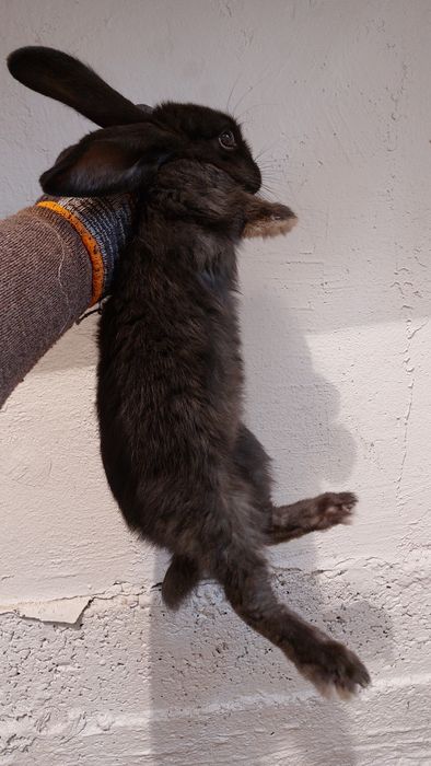 Кролики куён амадинка ба бартер