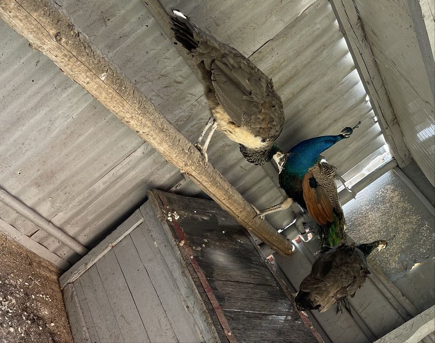 Pauni matur standard 2023