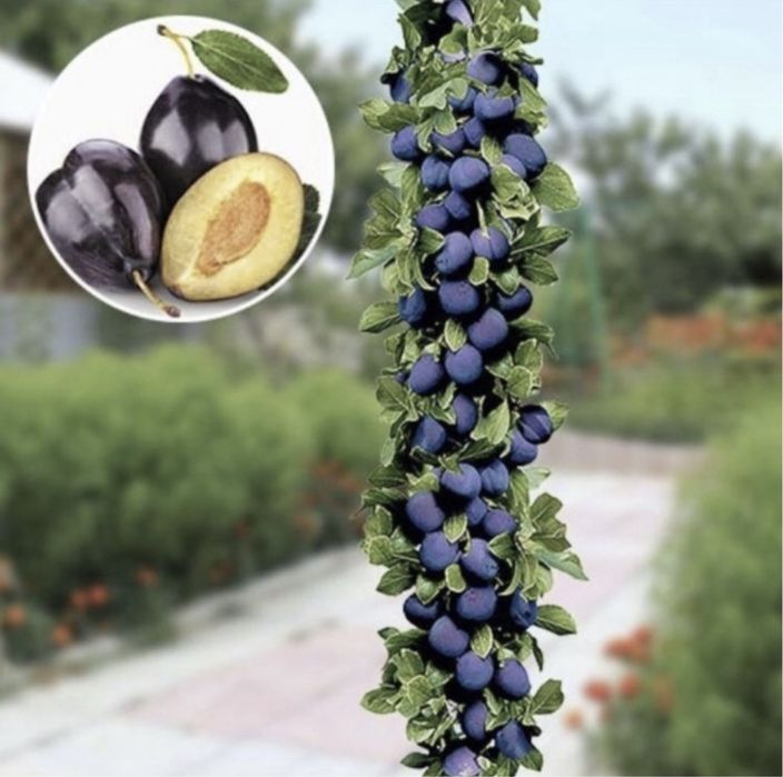 Pomi fructiferi columari direct pe rod