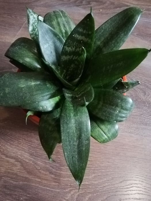 Plante de apartament pentru purificarea aerului