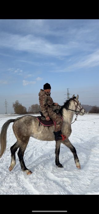 Пішпе ат сатылады