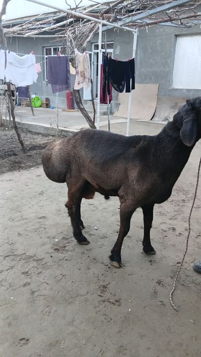 Urug'likga quchqor sotiladi