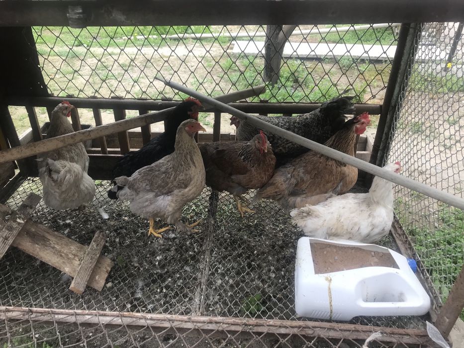 Куры                  .