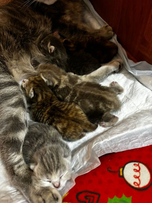 Вязка кот Шотландский вислоухий