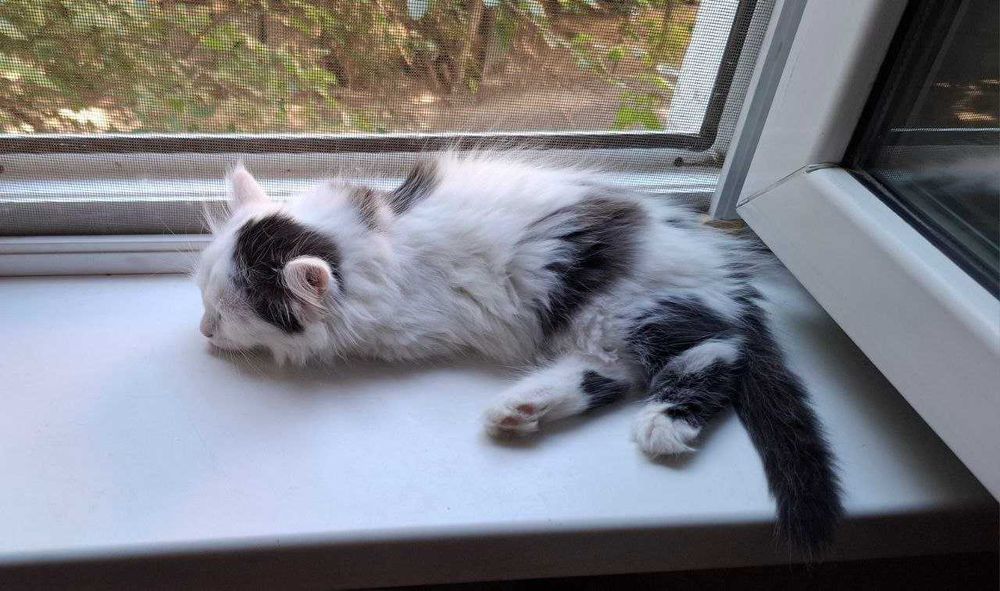 Котенок девочка 2.5 месяца.