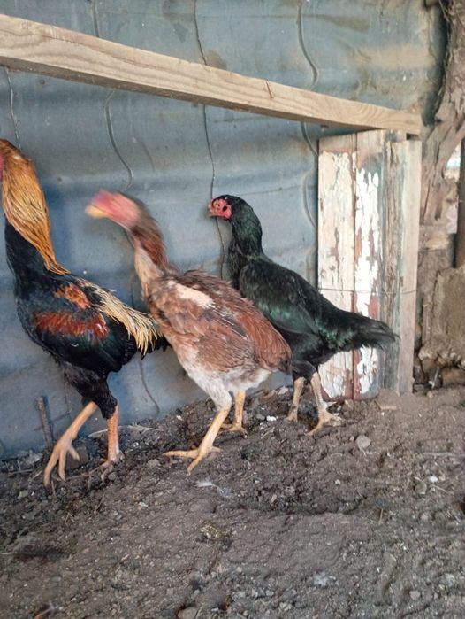 Дакан тауық ннннннн