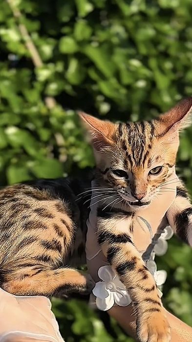 Бенгалско котенце – Brown Rosetted