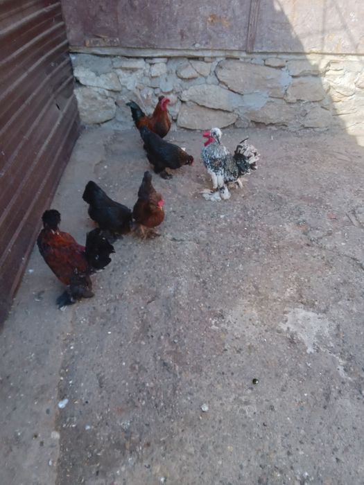 De vanzare Chabo. Mi de flor si strumschi