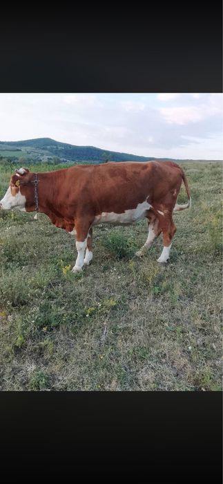 Vand vaca gestanta in 5 luni