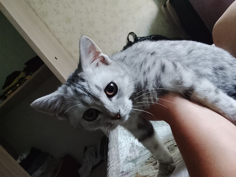 Продается кот умный породистый