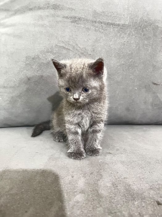 Продам котёнка шотландский
