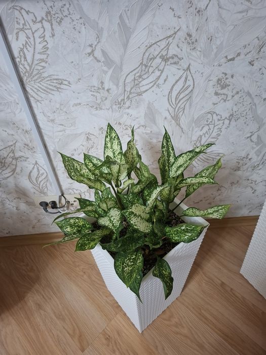 Цветы  обмен на аквариум