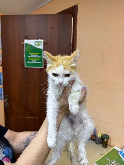 Пристраивается котёнок