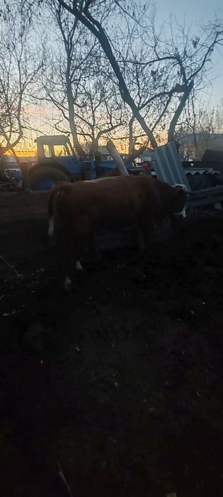 продам телку быка корову